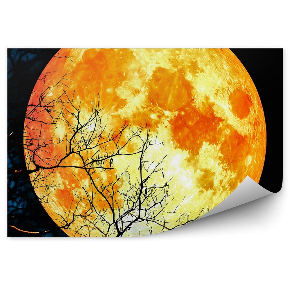 Fototapeta Super księżyc drzewa noc niebo