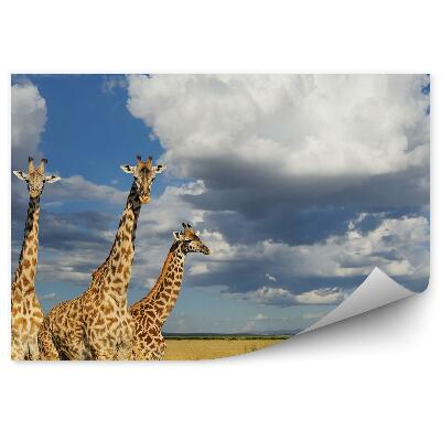 Okleina ścienna Żyrafy kenia afryka natura