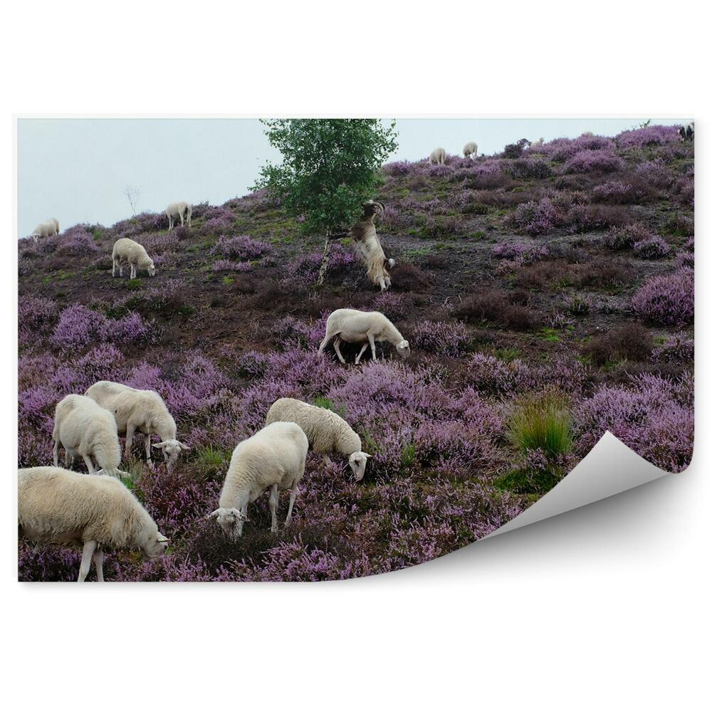 Fototapeta na ścianę Owce na stoku wrzosowiska