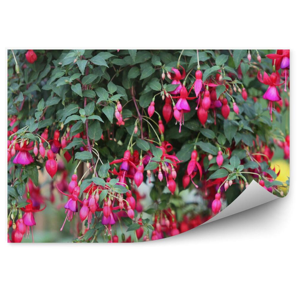 Fototapeta na ścianę Różowe fuksje zielone liście kwiaty