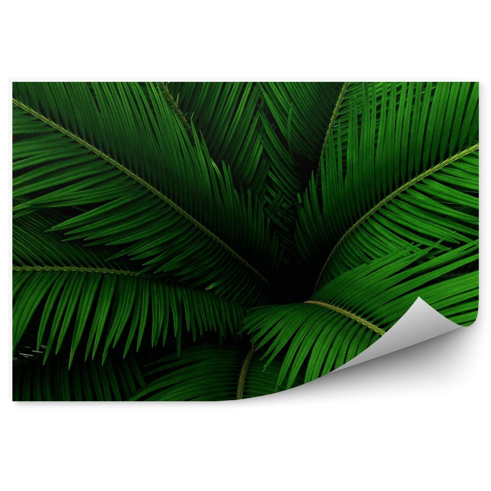 Fototapeta na ścianę Liście palmowe zielone natura przyroda