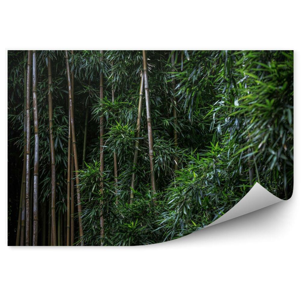 Fototapeta Zielony las bambusowy
