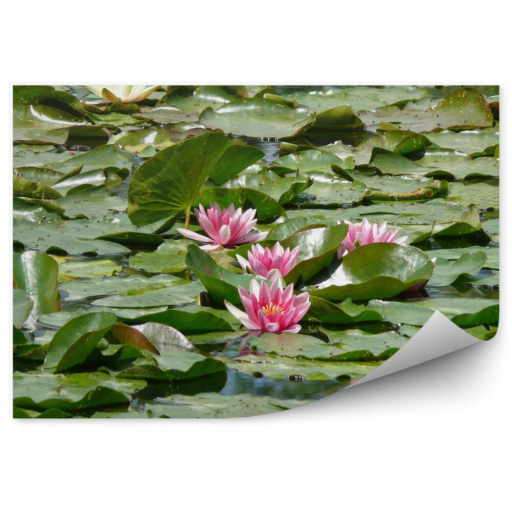 Okleina ścienna Lilie wodne kwiaty liście woda