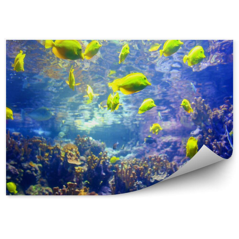 Okleina ścienna Żółte rybki zwierzątka tropikalna kolorowa rafa