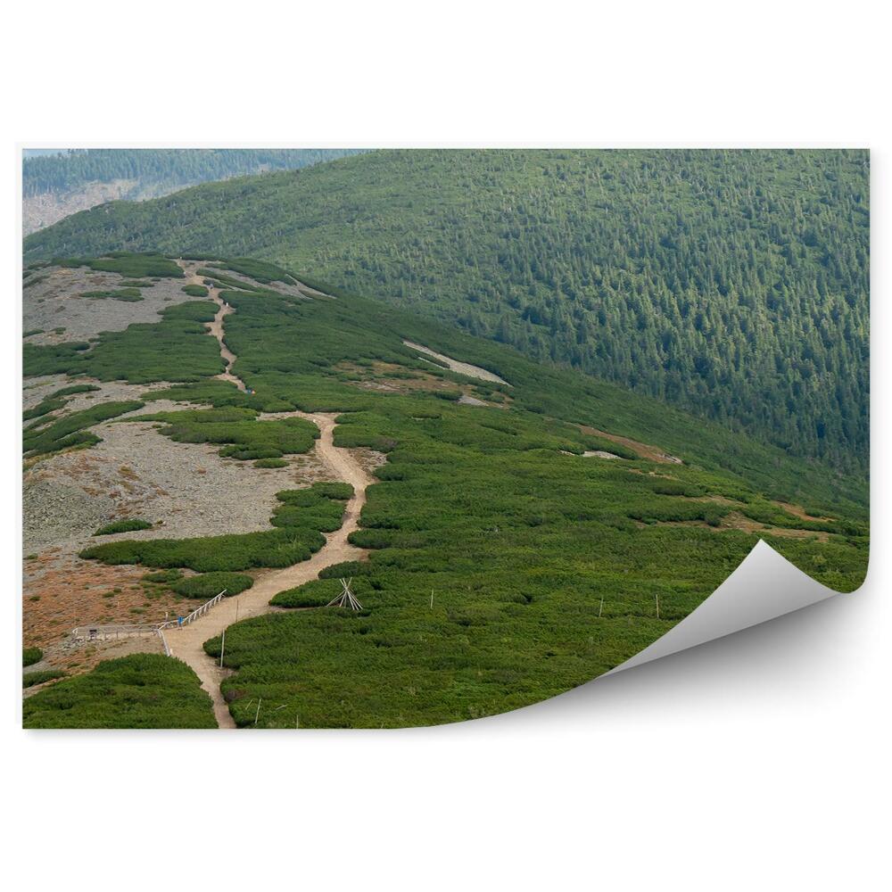 Fototapeta Górski krajobraz choinki lasy szlak