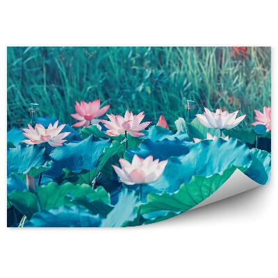 Okleina ścienna Kwitnące lilie wodne na tle łąki