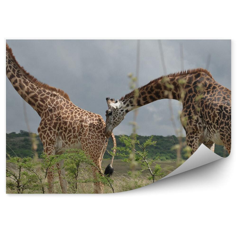 Okleina ścienna Żyrafy para drzewo liście safari park namibii