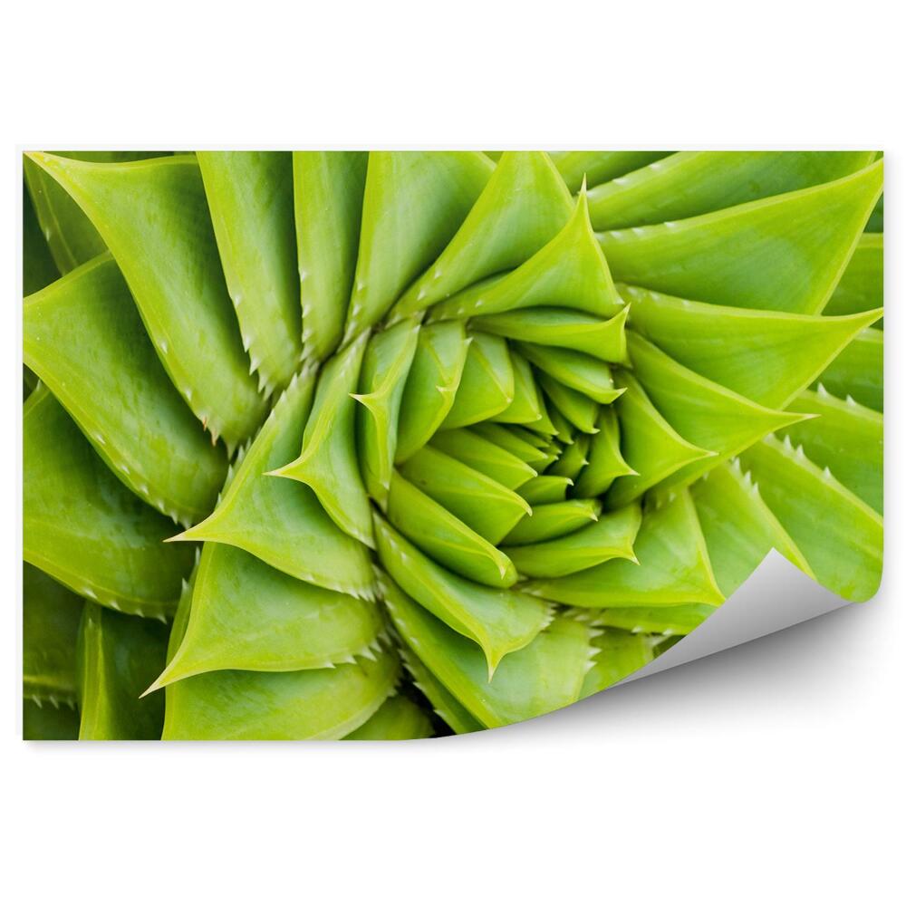 Okleina ścienna Zielony kaktus spirala roślina natura