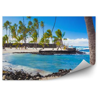 Fototapeta palmy rośliny gleba niebo chmury Hawaje