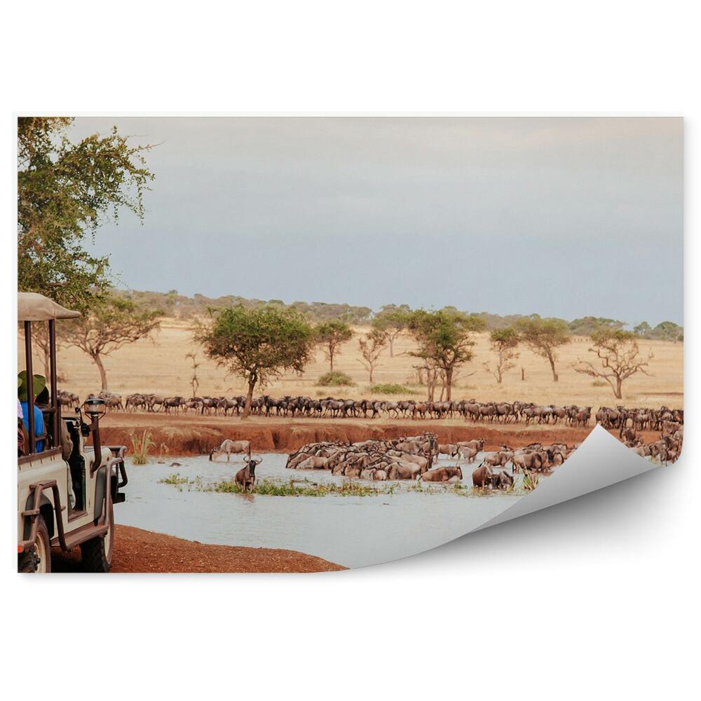 Okleina ścienna Kąpiel woda zwierzęta safari turyści