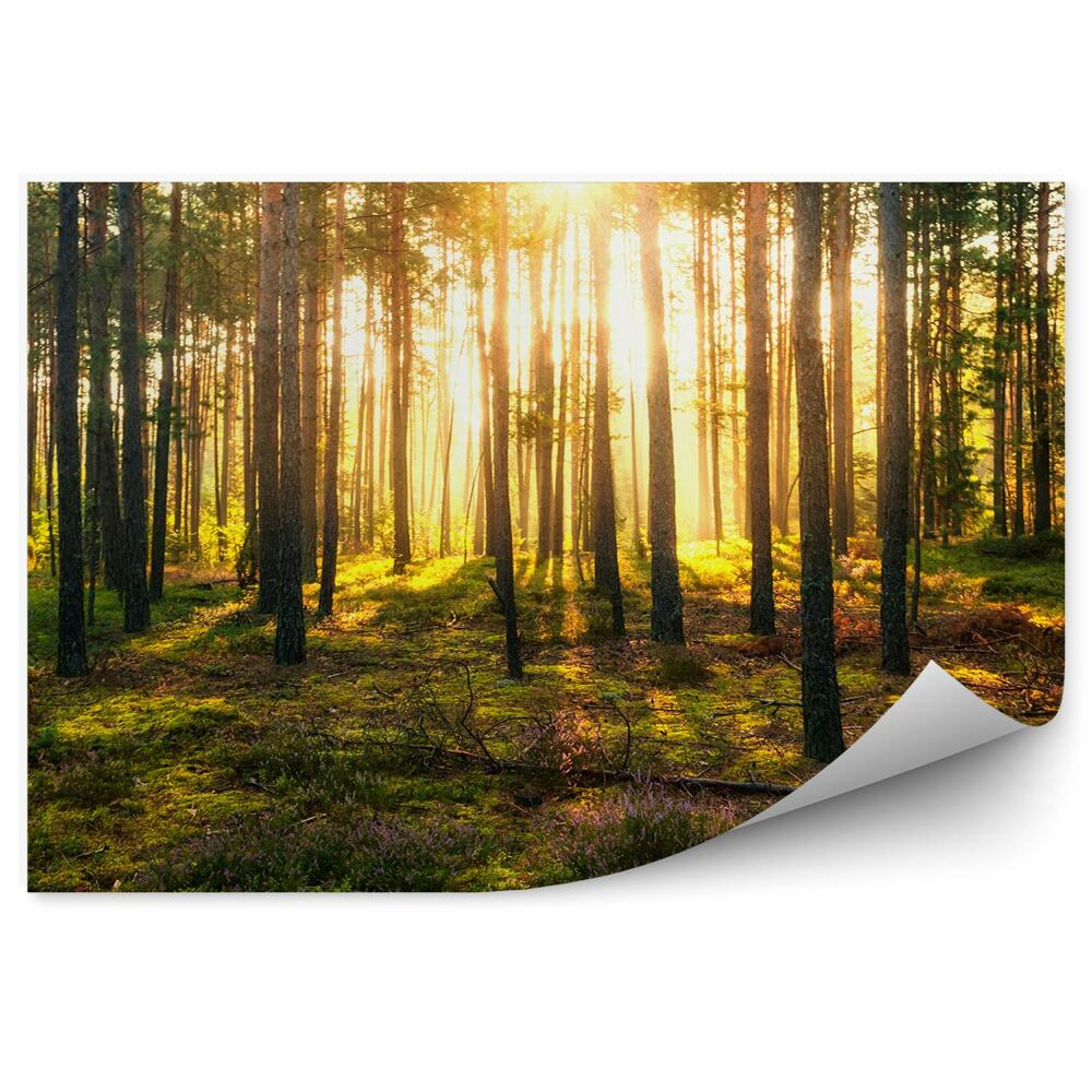 Fototapeta Zielony las krzaki promienie słoneczne
