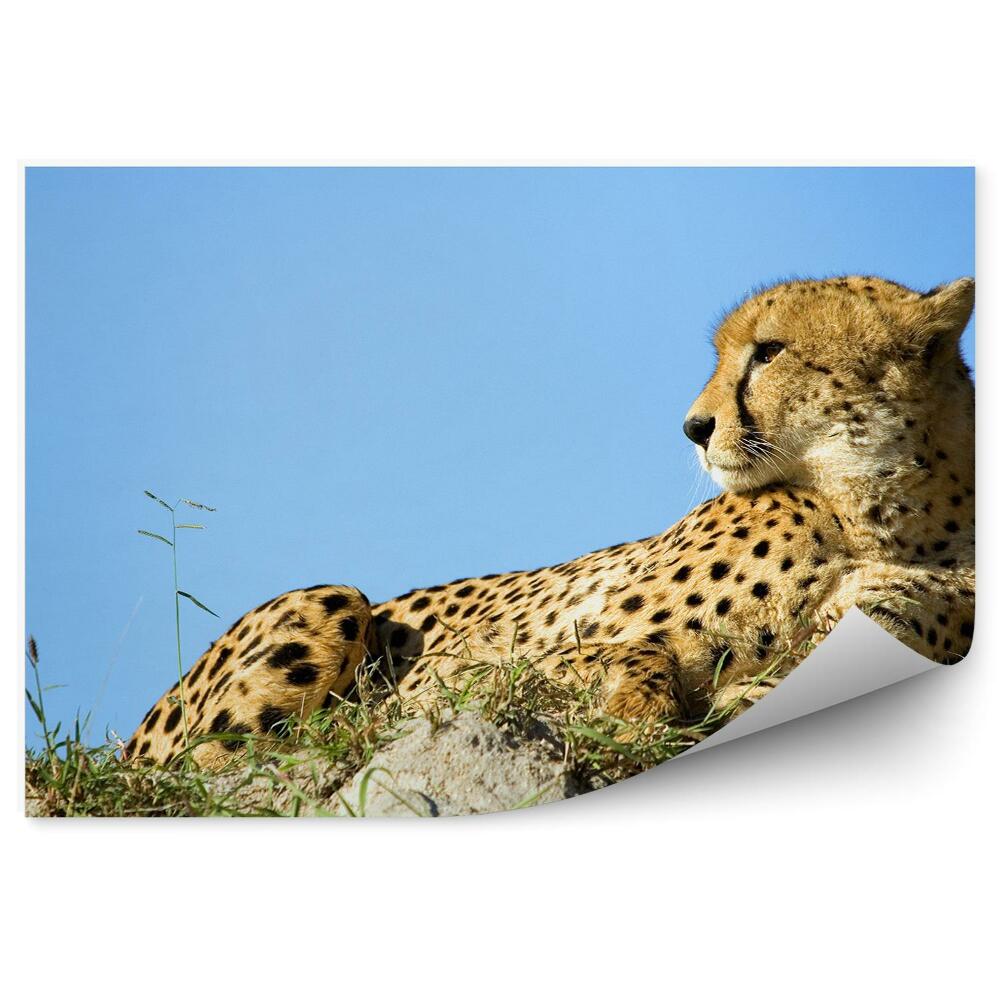 Okleina ścienna Gepard leżący na kamieniu