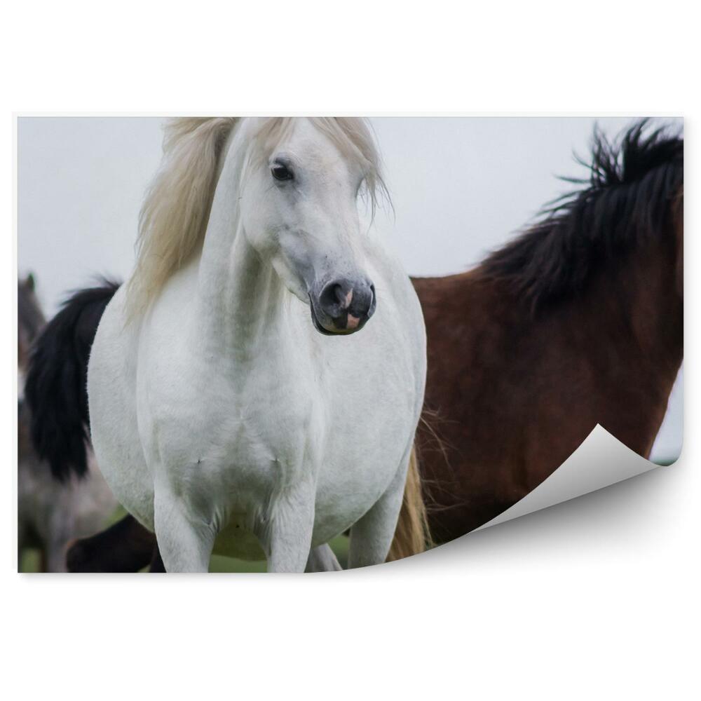 Fototapeta Stado dzikich koni pole trawa biały brązowy szary