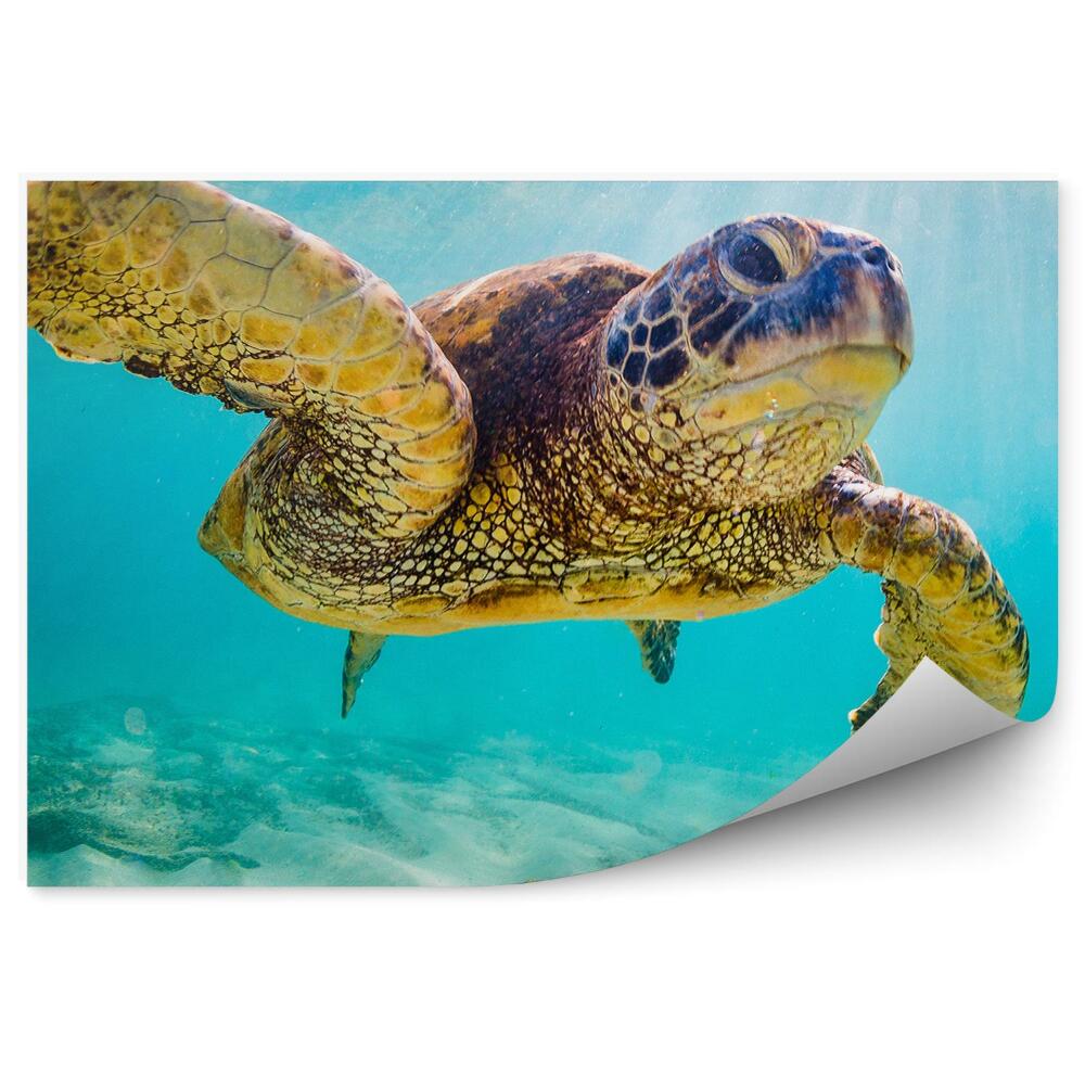 Fototapeta na ścianę żółw plaża niebo Hawaje
