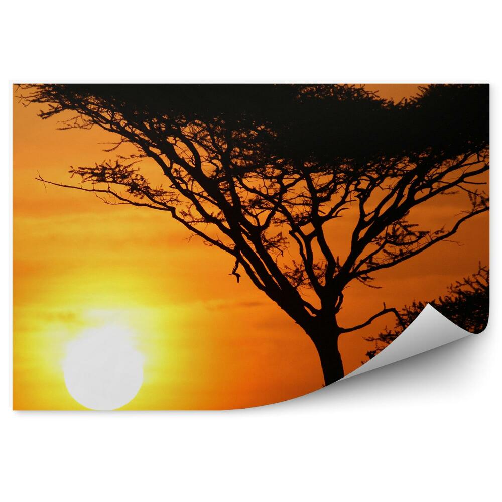 Fototapeta Drzewa cienie słońce zachód