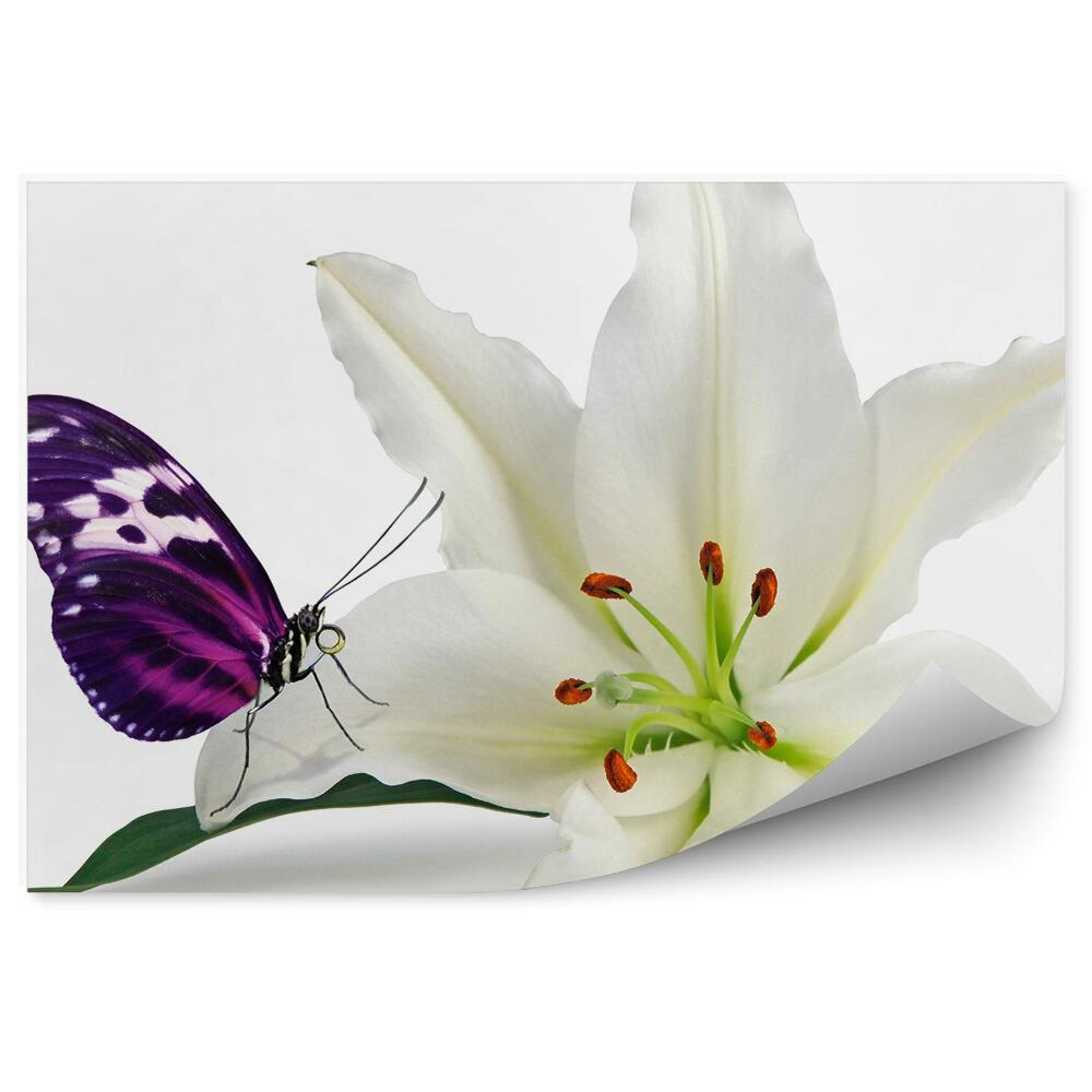 Fototapeta na ścianę Biała lilia kwiat fioletowy motyl