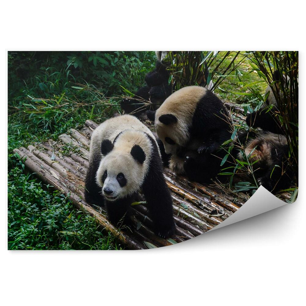 Okleina ścienna Pandy na bambusowym podeście