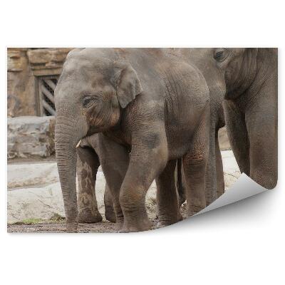 Okleina ścienna Słoniątko indyjskie