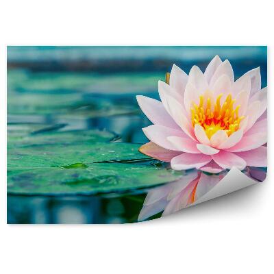 Okleina ścienna Różowa lilia wodna staw