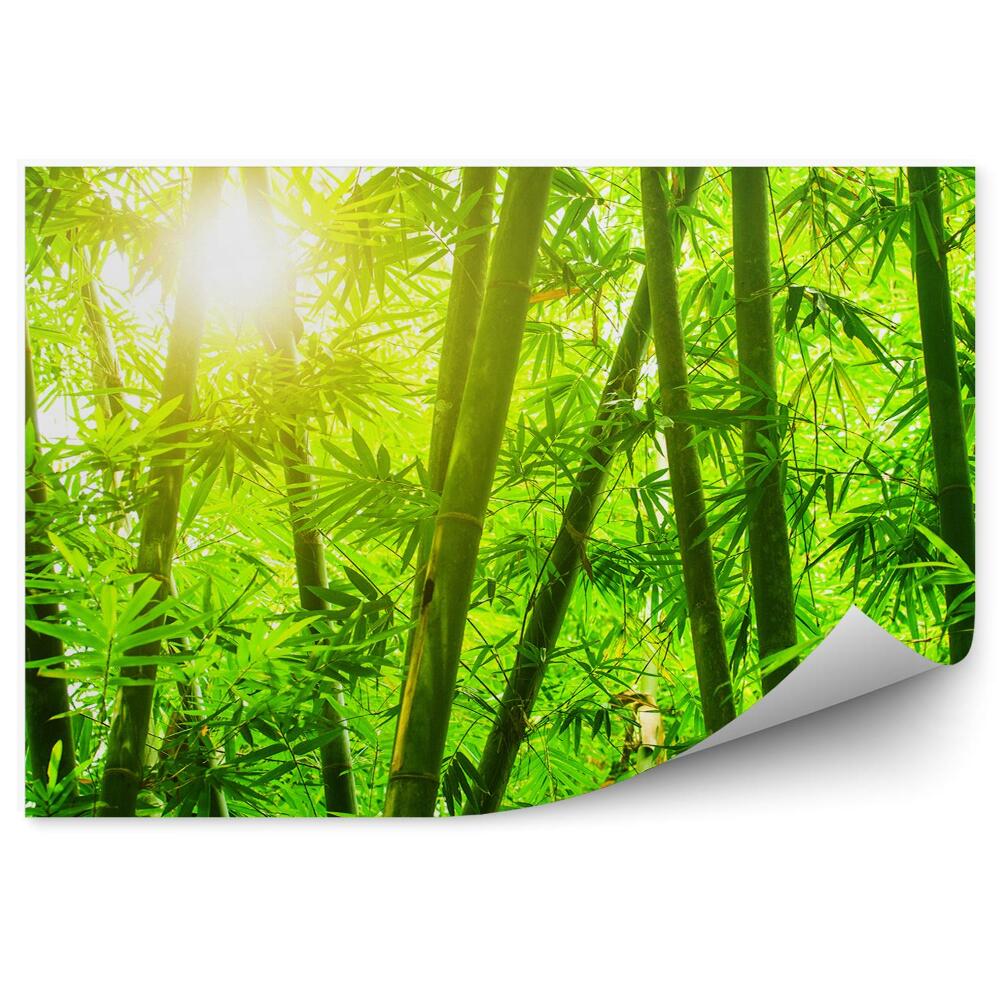 Okleina ścienna Azjatycki las bambusowy słońce blask