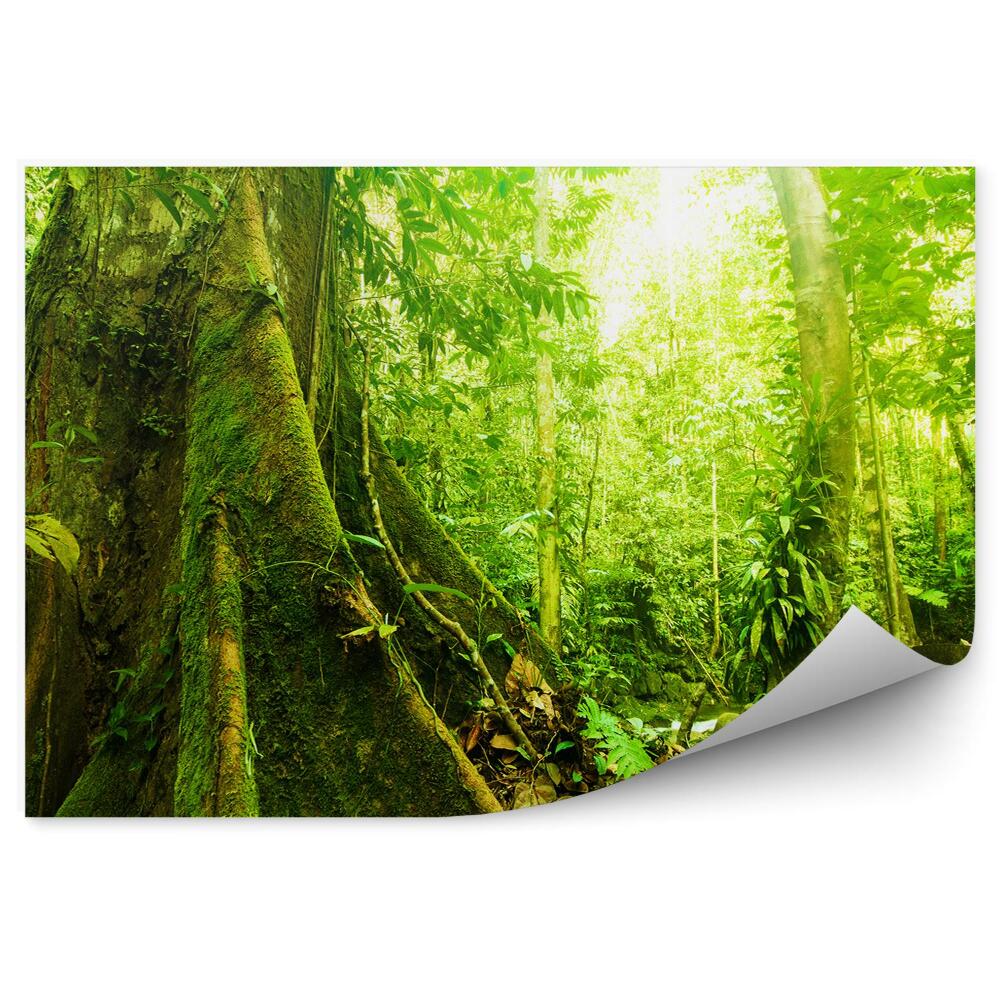 Fototapeta na ścianę Drzewa mech zieleń przyroda liście światło
