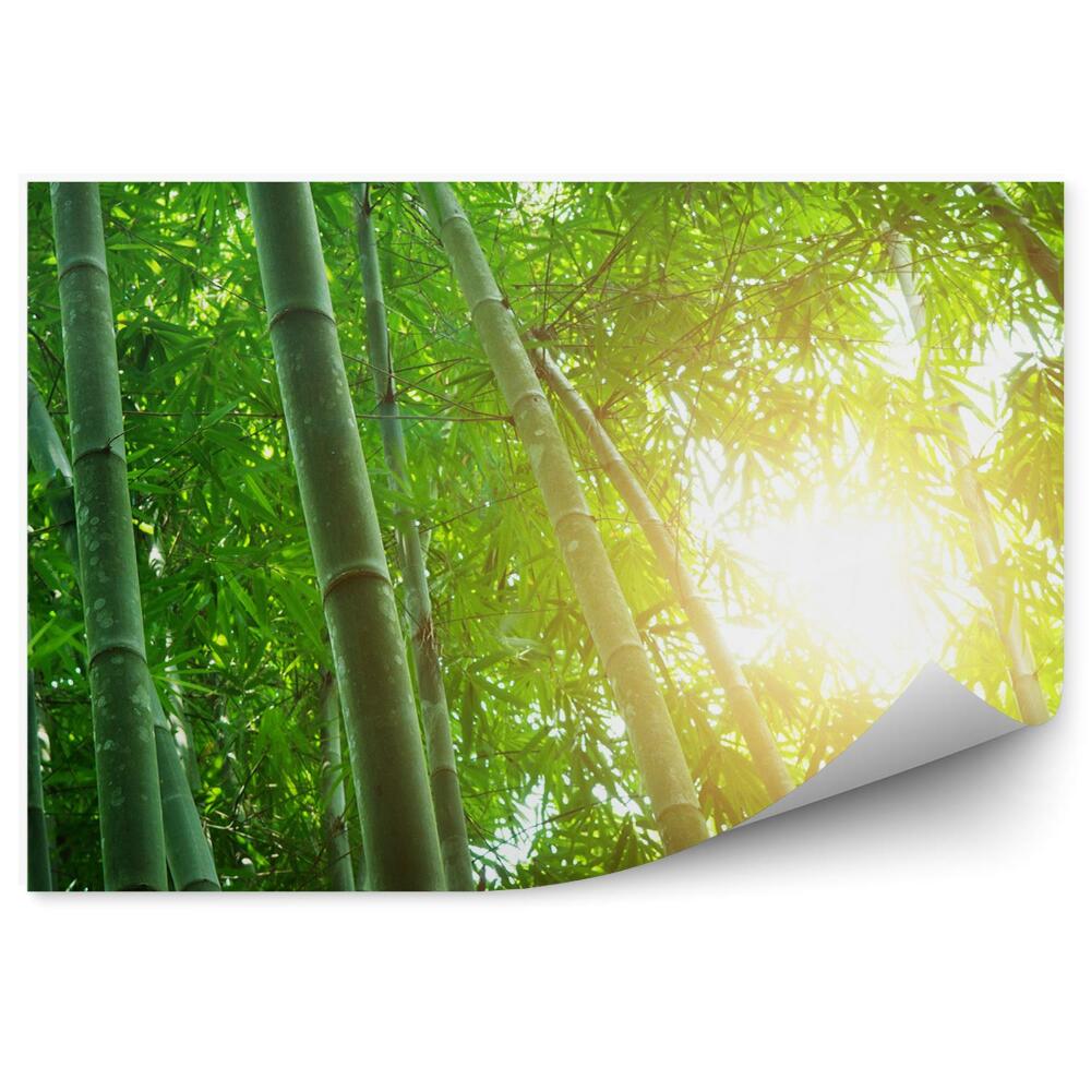 Okleina ścienna Zielony bambusowy las blask słońca
