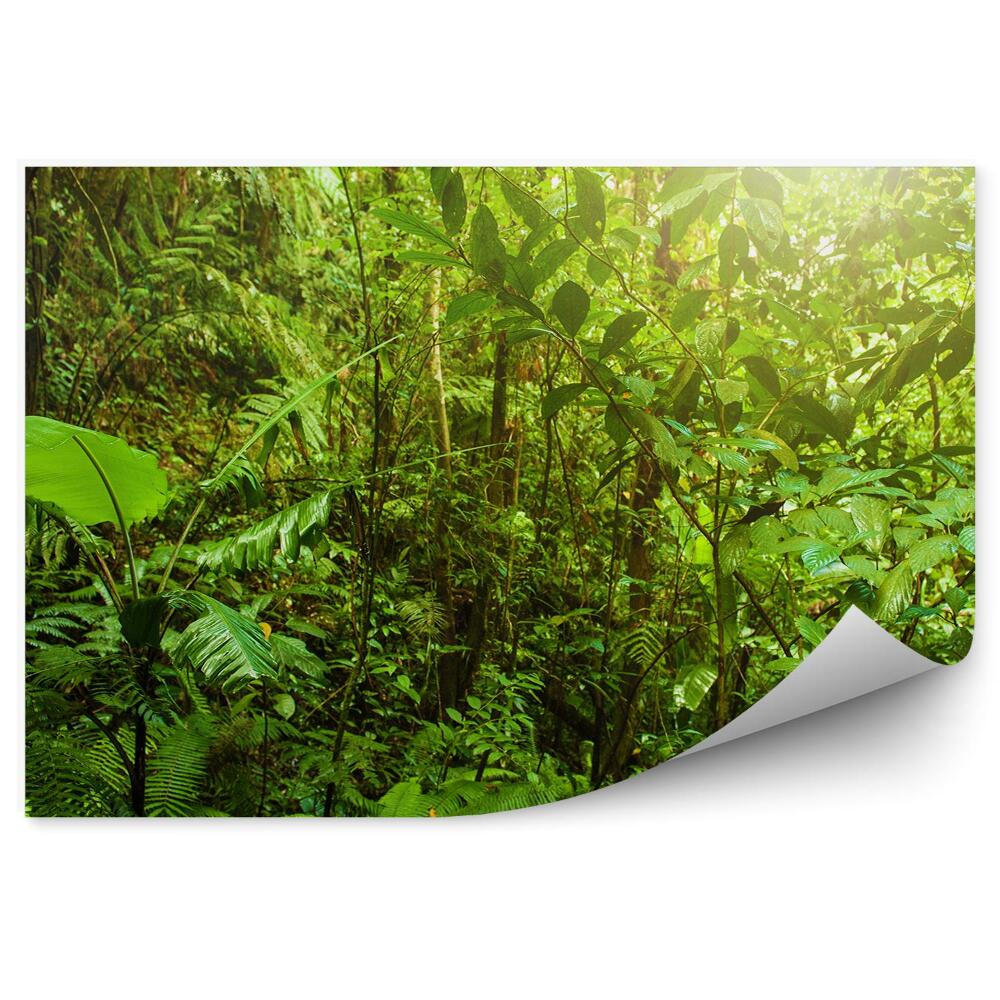 Okleina ścienna Las tropikalny zielony liście paprocie