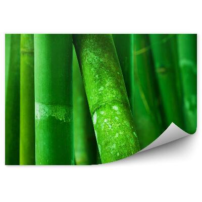 Okleina ścienna Bambusowe drzewa zielone zbliżenie