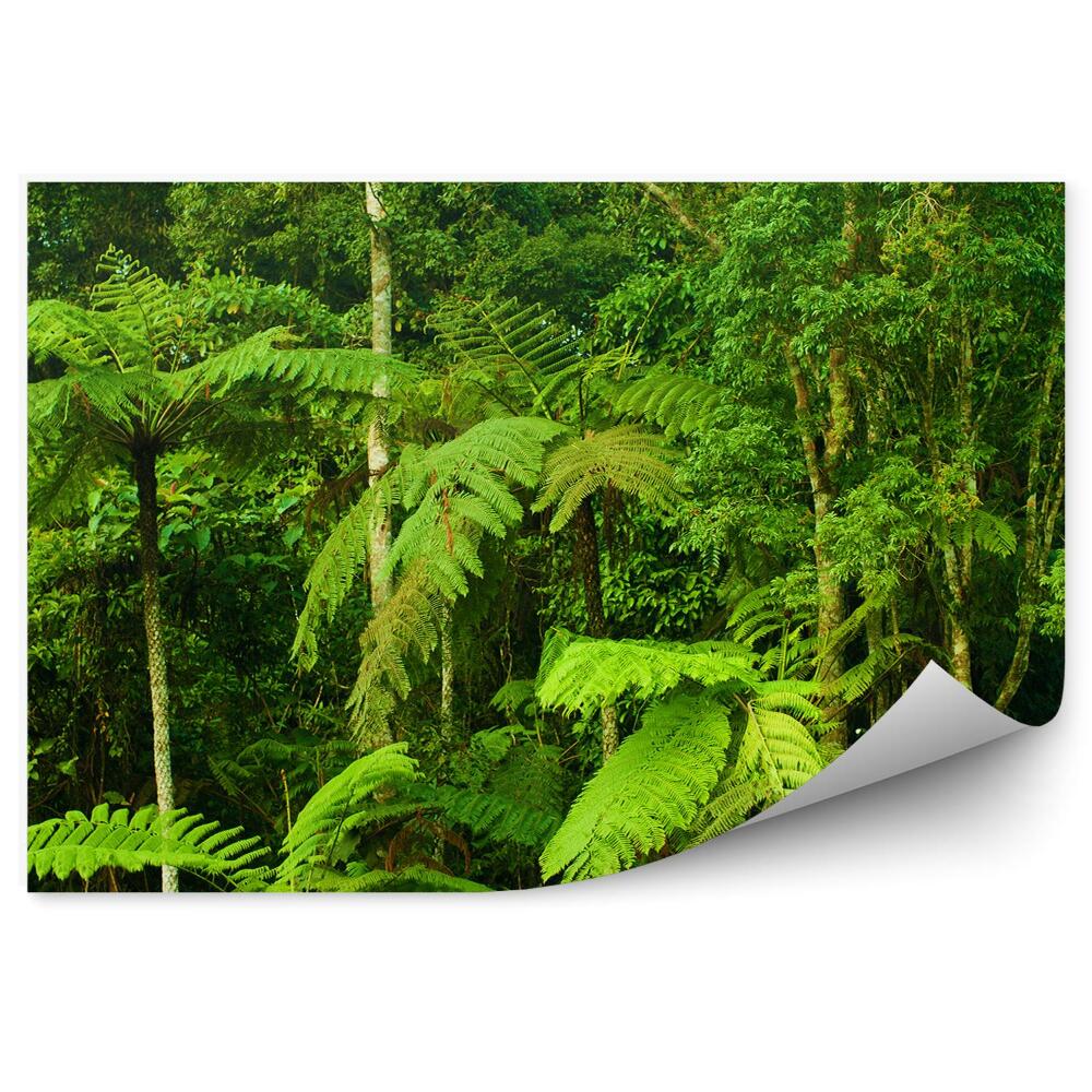 Okleina ścienna Las tropikalny zielony liście paprocie