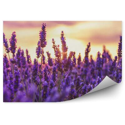 Fototapeta na ścianę Pole lawendy żółte tło prowansja