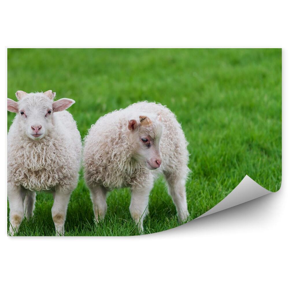 Okleina ścienna Owieczki zwierzęta pastwisko islandia