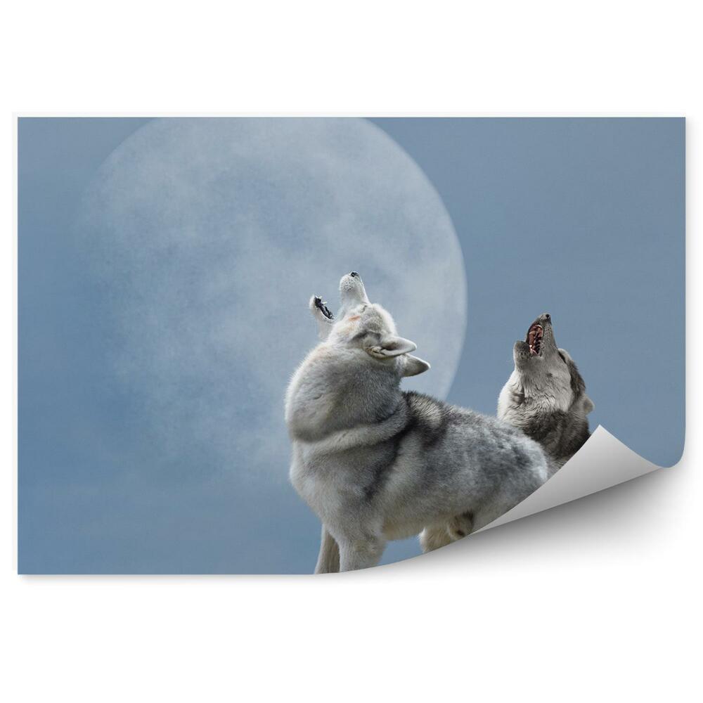 Fototapeta Para wilków wyjące księżyc niebo