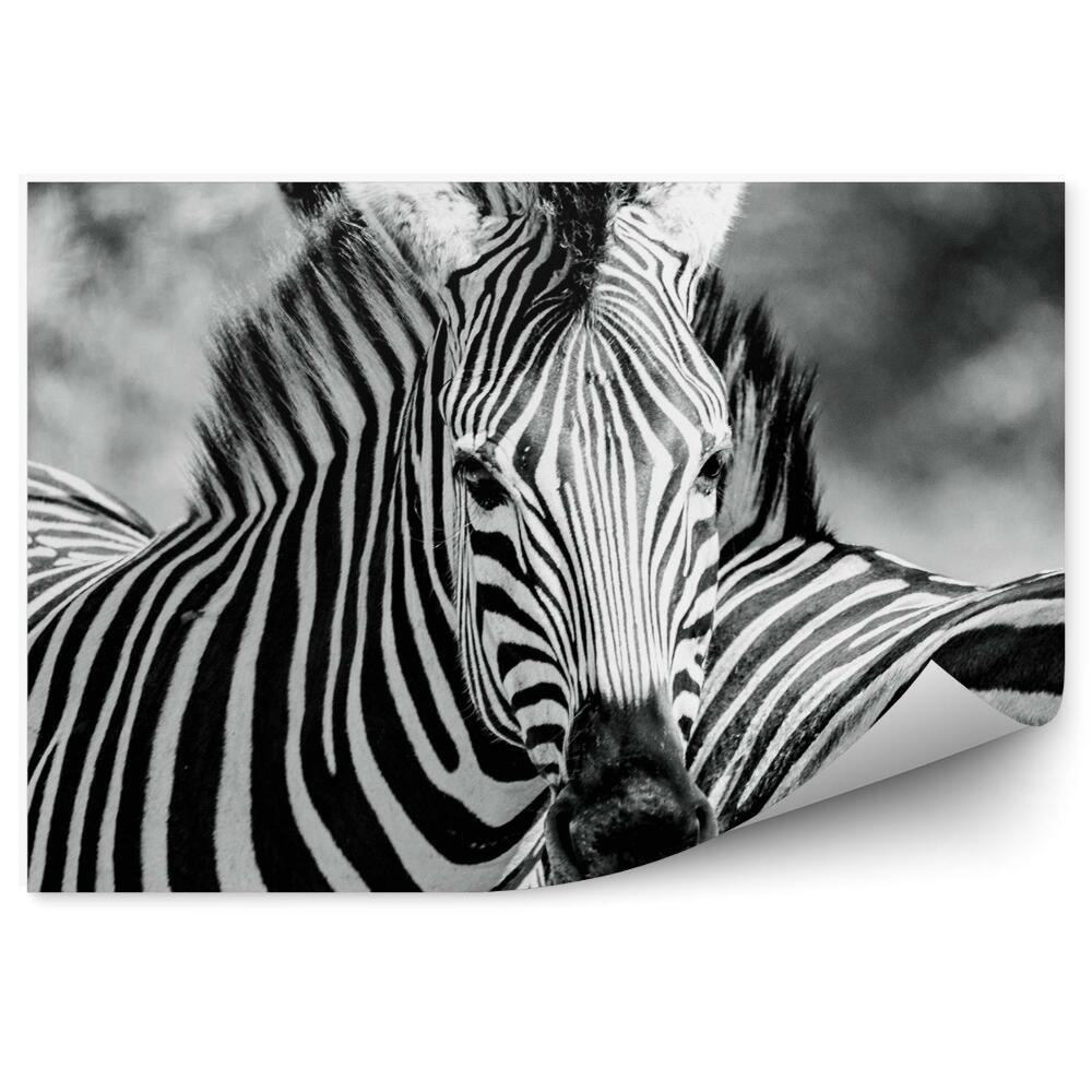 Fototapeta Zebra czerń i biel