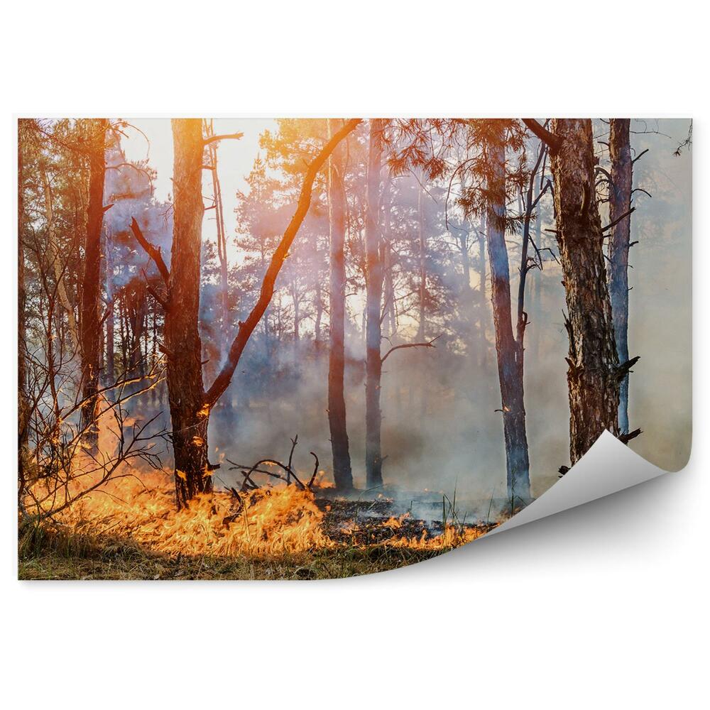 Fototapeta na ścianę Pożar lasu płomienie dym drzewa