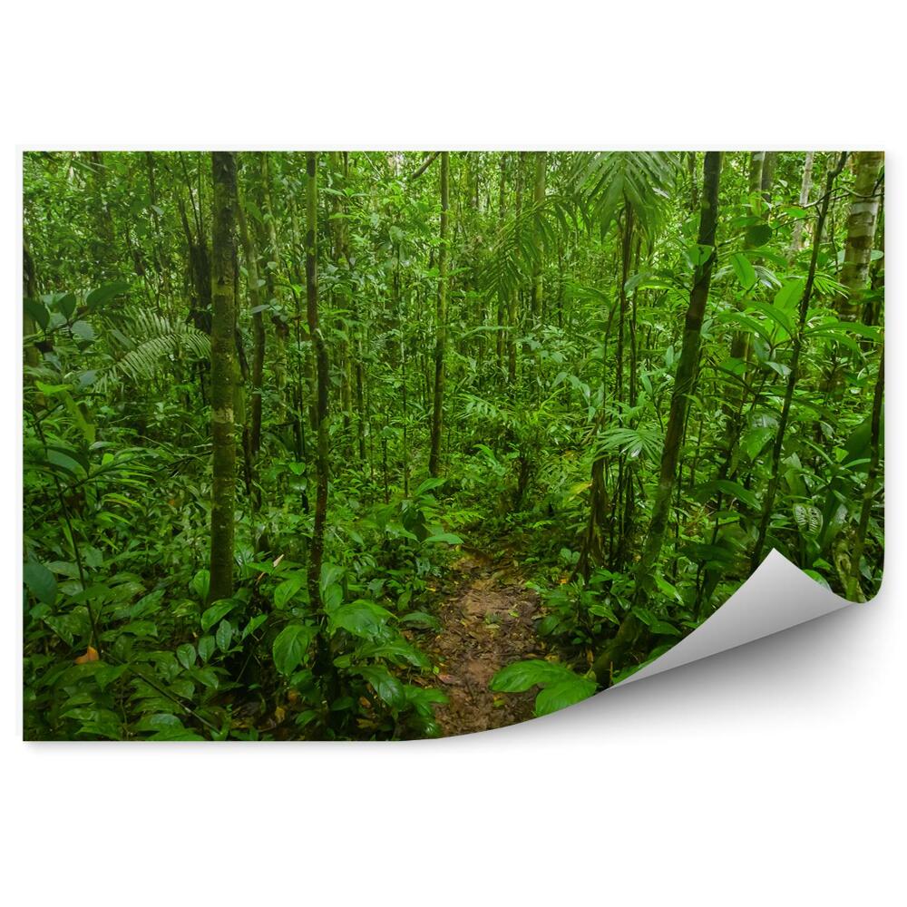 Okleina ścienna Dżungla amazońska przyroda roślinność