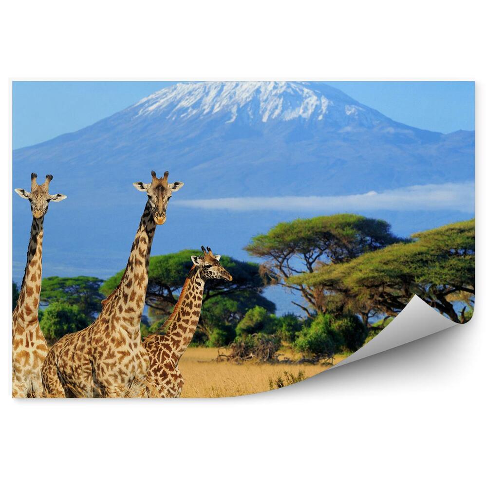 Okleina ścienna Park narodowy kenii natura góra żyrafy