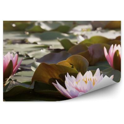 Okleina ścienna Staw liście i lilie wodne