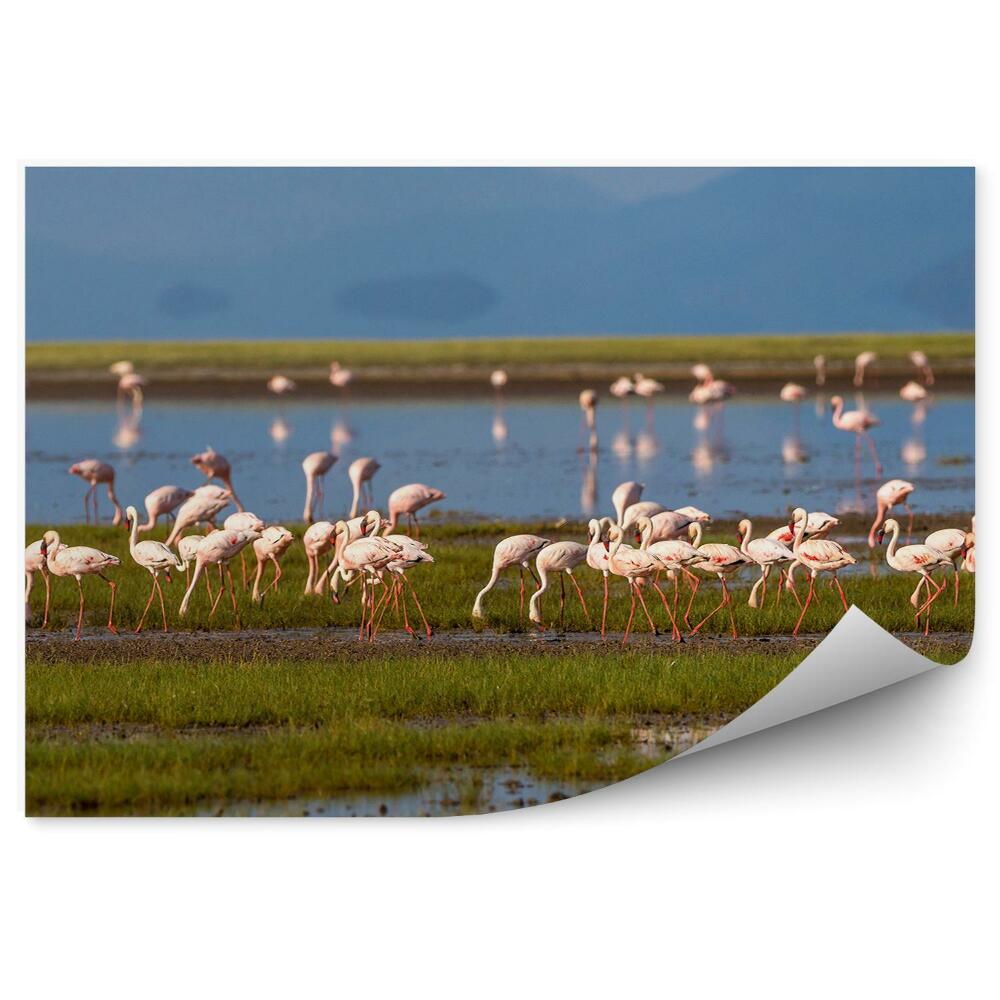 Fototapeta Flamingi trawa jezioro góry ptaki