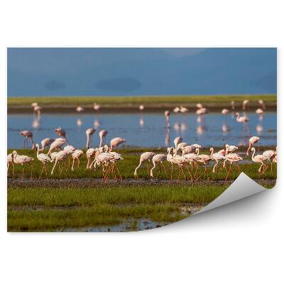 Fototapeta Flamingi trawa jezioro góry ptaki