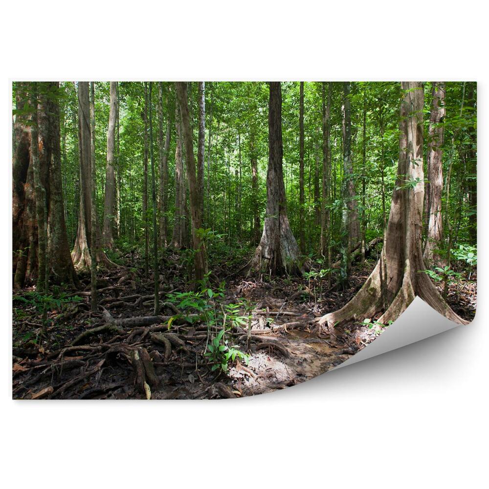 Okleina ścienna Korzenie drzew zielony las tropikalny