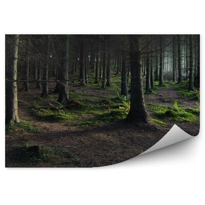 Okleina ścienna Ciemny las