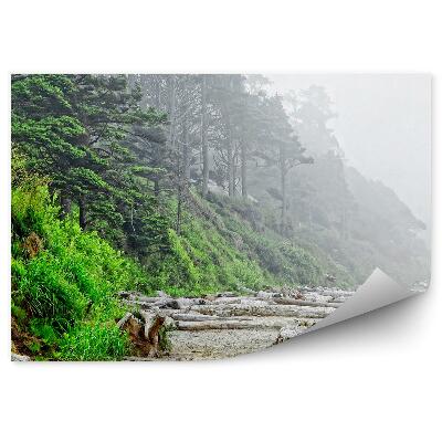 Okleina ścienna Drzewa iglaste wyspa trawa pustynia drzewa mgła