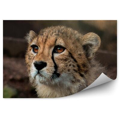 Okleina ścienna Młody gepard