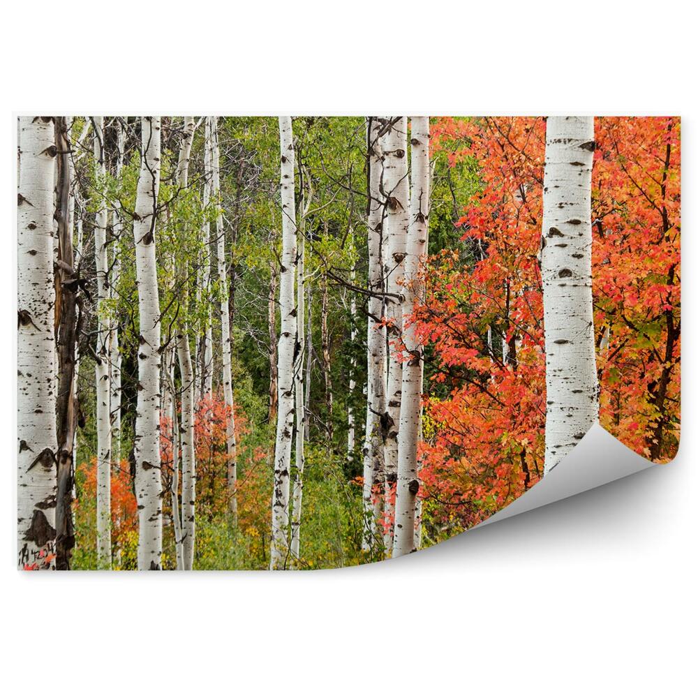 Fototapeta na ścianę Jesienny krajobraz w liściastym lesie