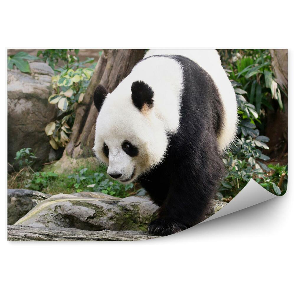 Okleina ścienna Panda spacerująca po kamieniach