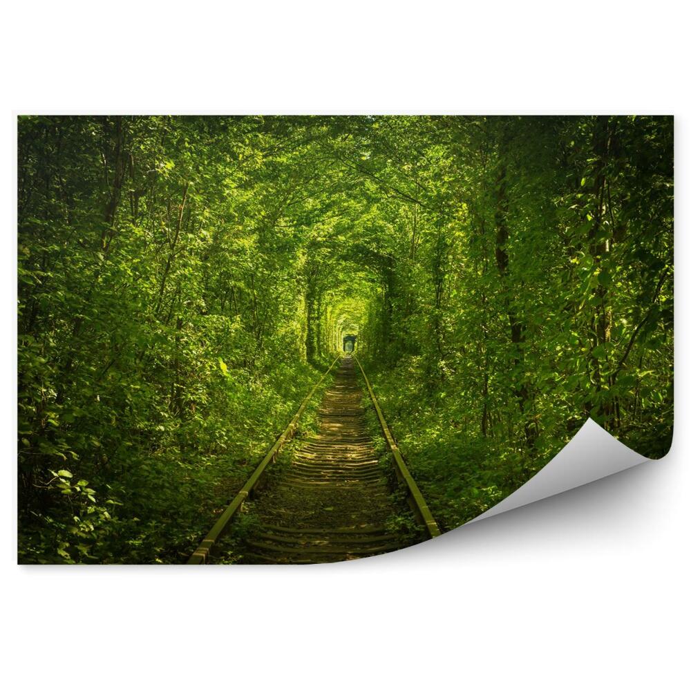 Fototapeta Stary las i kolejowy tunel