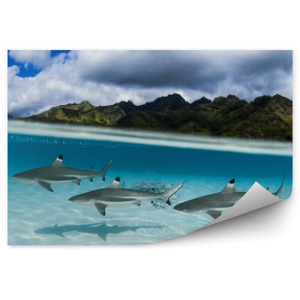 Fototapeta na ścianę Rekiny podwodny świat zielone wyspy