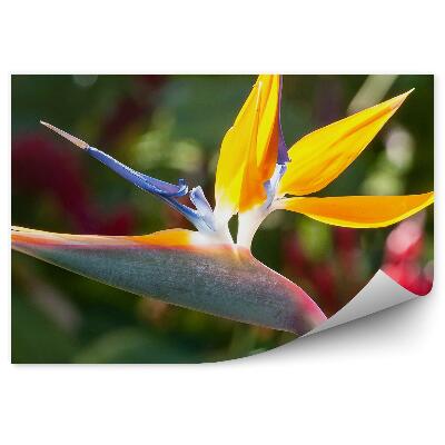 Okleina ścienna Strelicja królewska piękny kwiat egzotyczny