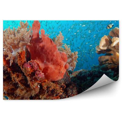 Okleina ścienna Ryba żabnica wśród korali