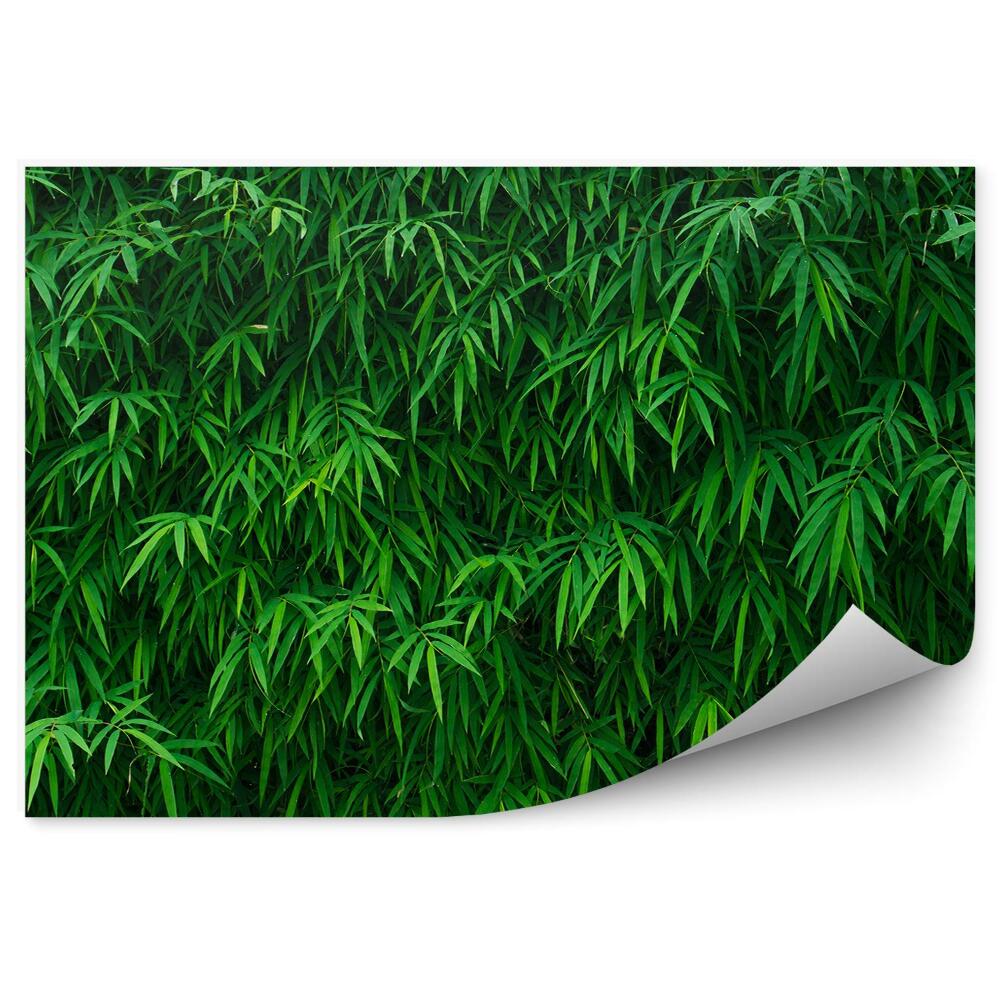 Okleina ścienna Krzewy liście bambusa gąszcz